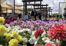 Location Ball Horticultural in Santa Paula.
